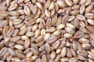 vegan wheat berries whole grains nutrients