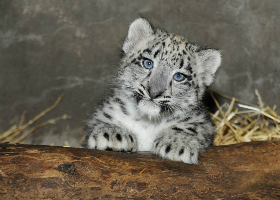 baby snow leopard brookfield zoo