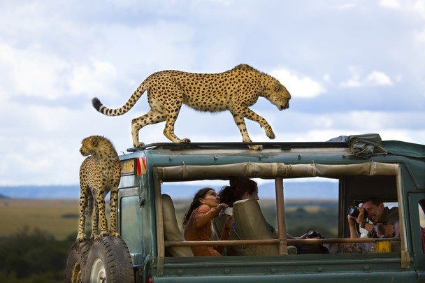 yannai boneh national geographic photo winner cheetah 2013