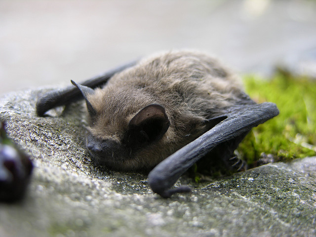 wild bats are beneficial to the environment