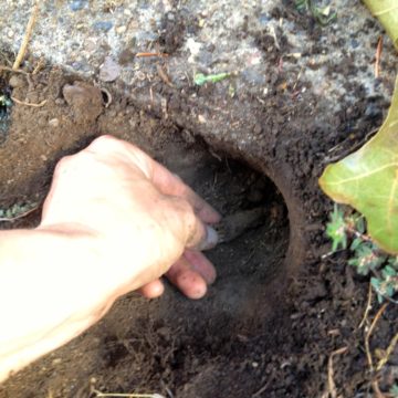 chicory digging