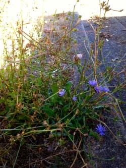 chicory flowers