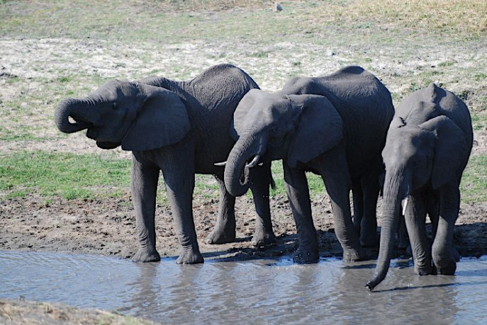 elephants drinking