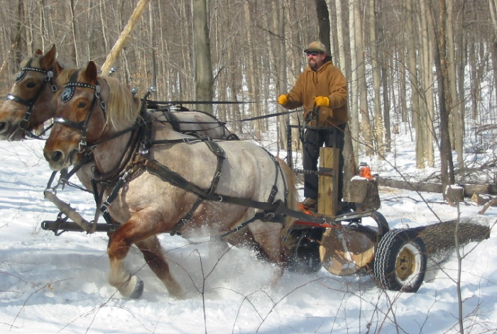 fitzmorris horse logging2