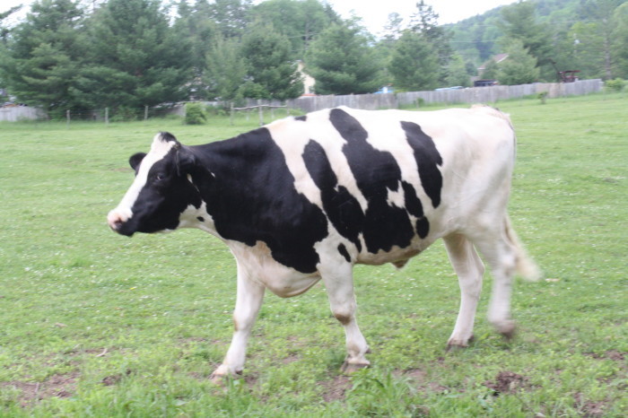 Cow in an Animal Sanctuary