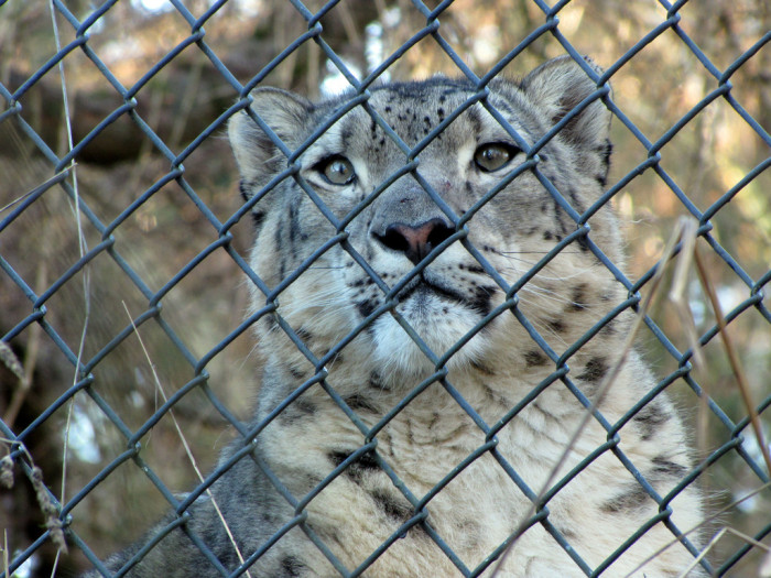 snow leopard by shannon kringen