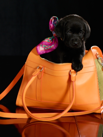 Ralph Lauren Leather Dog Carrier