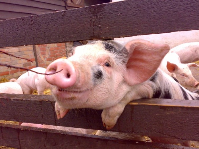 The faulty logic of "Knowing Your animals": how omnivores rationalize meat eating as ethical