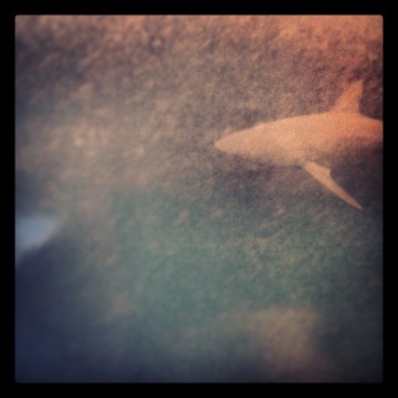 My blurry picture of a shark in the ocean's distance.