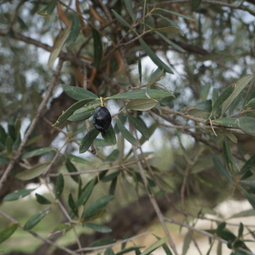 Olive trees are everywhere!