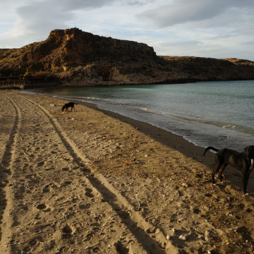 A stray dog enjoys the beach