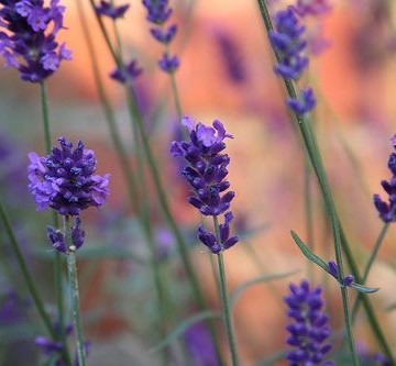 Lavender, Field, Nature, Flowers