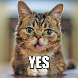 Have you heard of Lilbub's Big Fund?