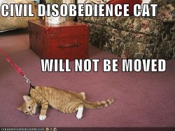 Civil disobedience cat