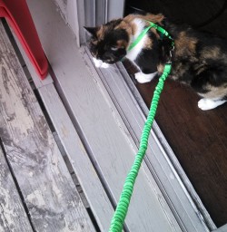 Dax, my cat, in her harness on the balcony.