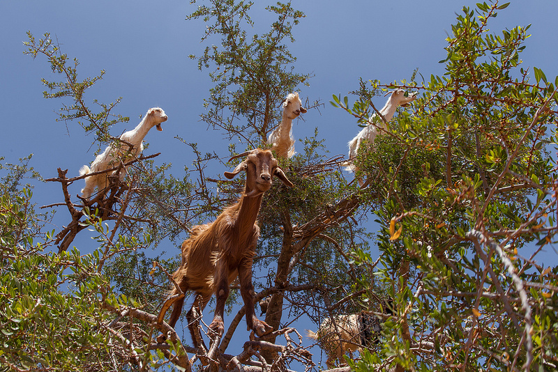 goats in argan tree by grand parc - bordeaux france