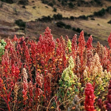 quinoa plant - Why You Should Be Eating Quinoa
