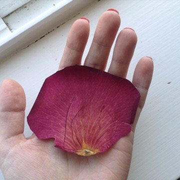 Pressed rose petal