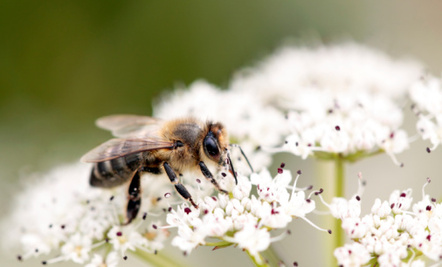The Decline of Honeybees and 5 Ways to Help