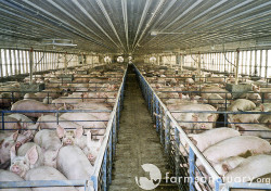 factory_farm