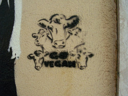 go_vegan_cows