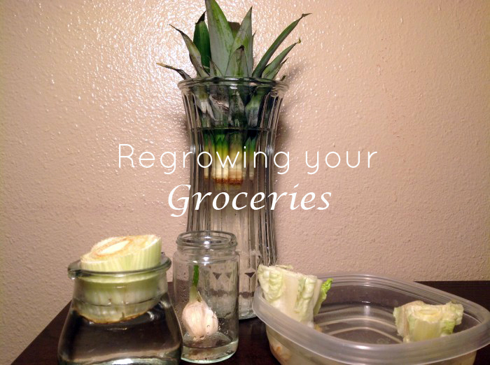 Regrowing Your Groceries - Peaceful Dumpling