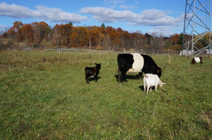 cow_with_baby