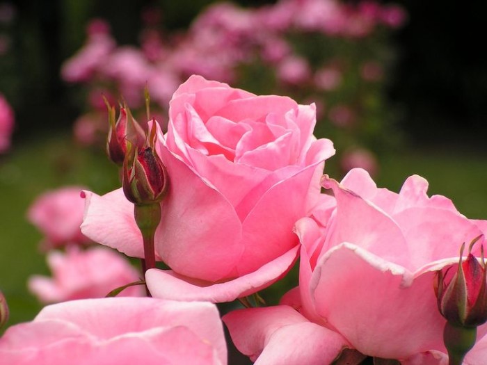 Natural Beauty: Beauty Benefits of Rose