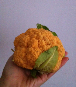 Vegan Pumpkin Cauliflower Mac n' Cheese