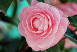 Camellia Oil: Benefits and Uses