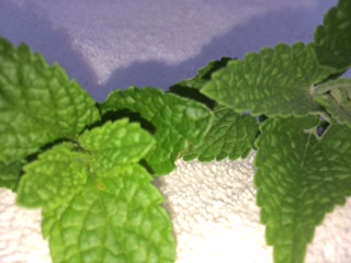 New Spearmint and Peppermint