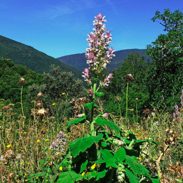 Natural Beauty: Aromatherapy and Beauty Benefits of Clary Sage Oil  | Peaceful Dumpling 