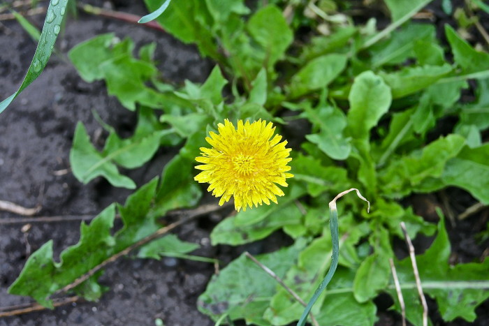 edible dandelion greens