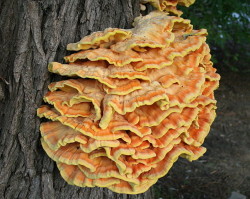 603px-Laetiporus_sulphureus_JPG01