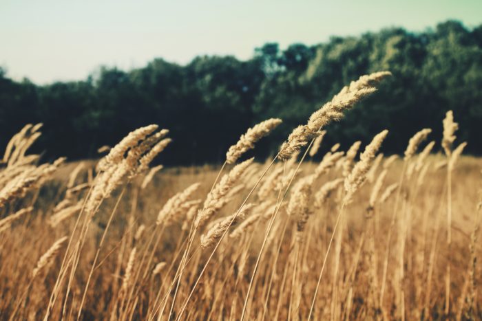 barley-wind-vata