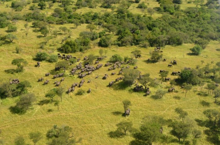 The Great Elephant Census: A Concerning Report