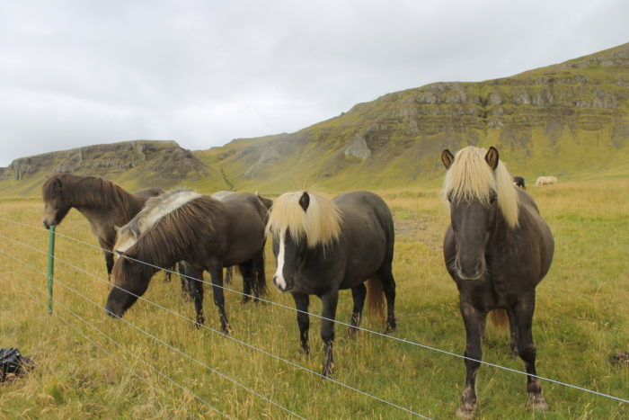 Dispatch: Wild Beauty - Vegan in Iceland