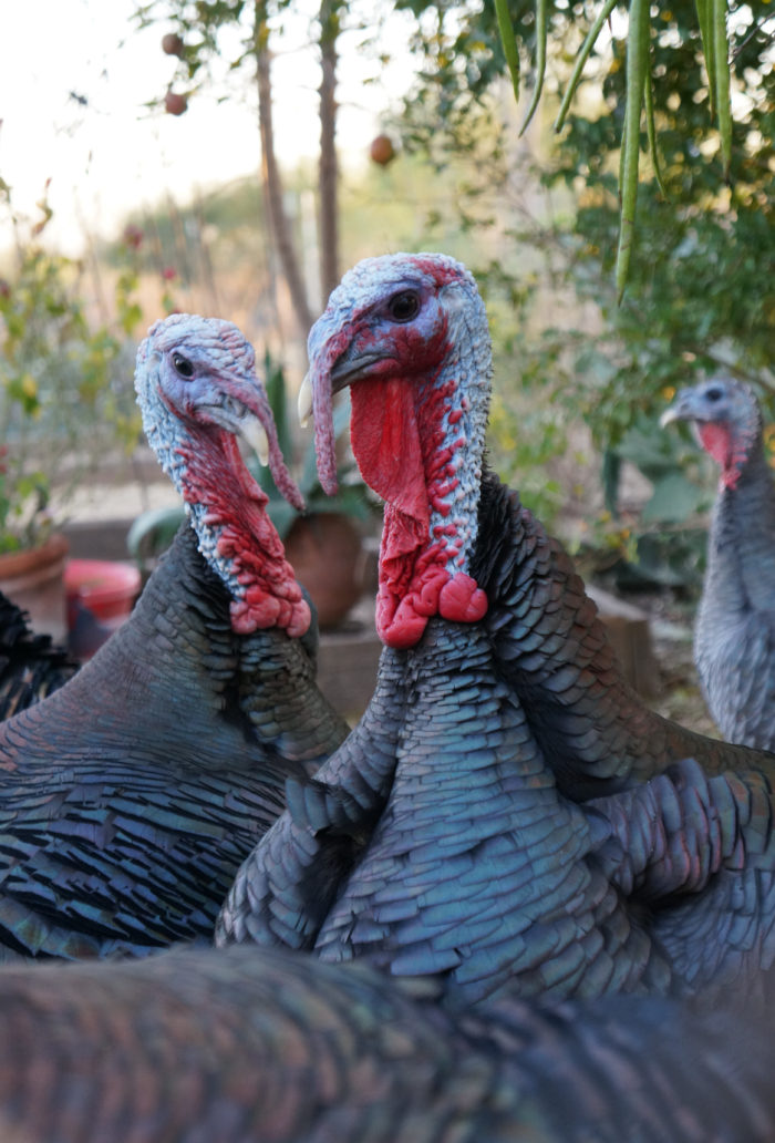 What I Learned From Adopting a Turkey