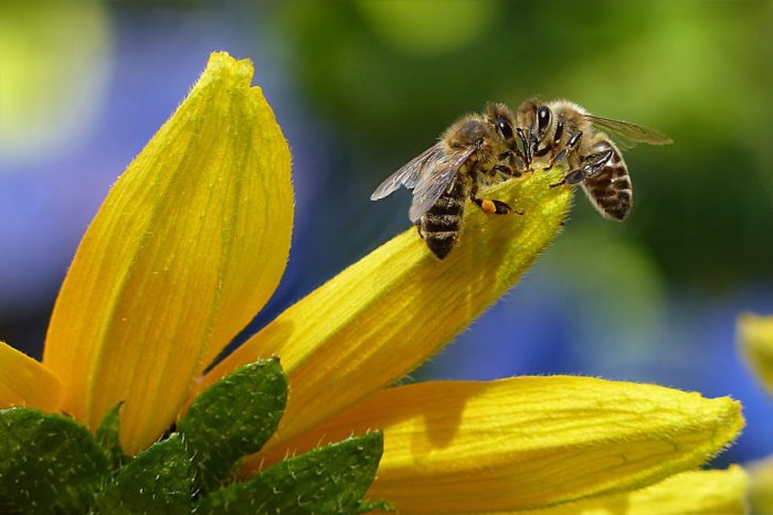 Why We Should All Love Bees--Plus How We Can Help Them