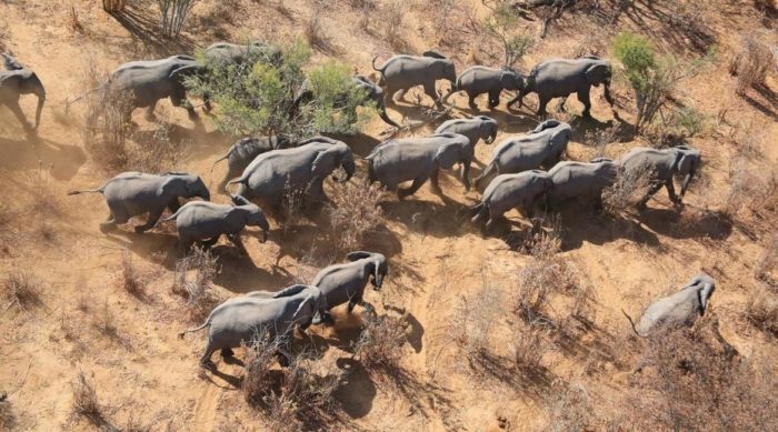 The Great Elephant Census: A Concerning Report