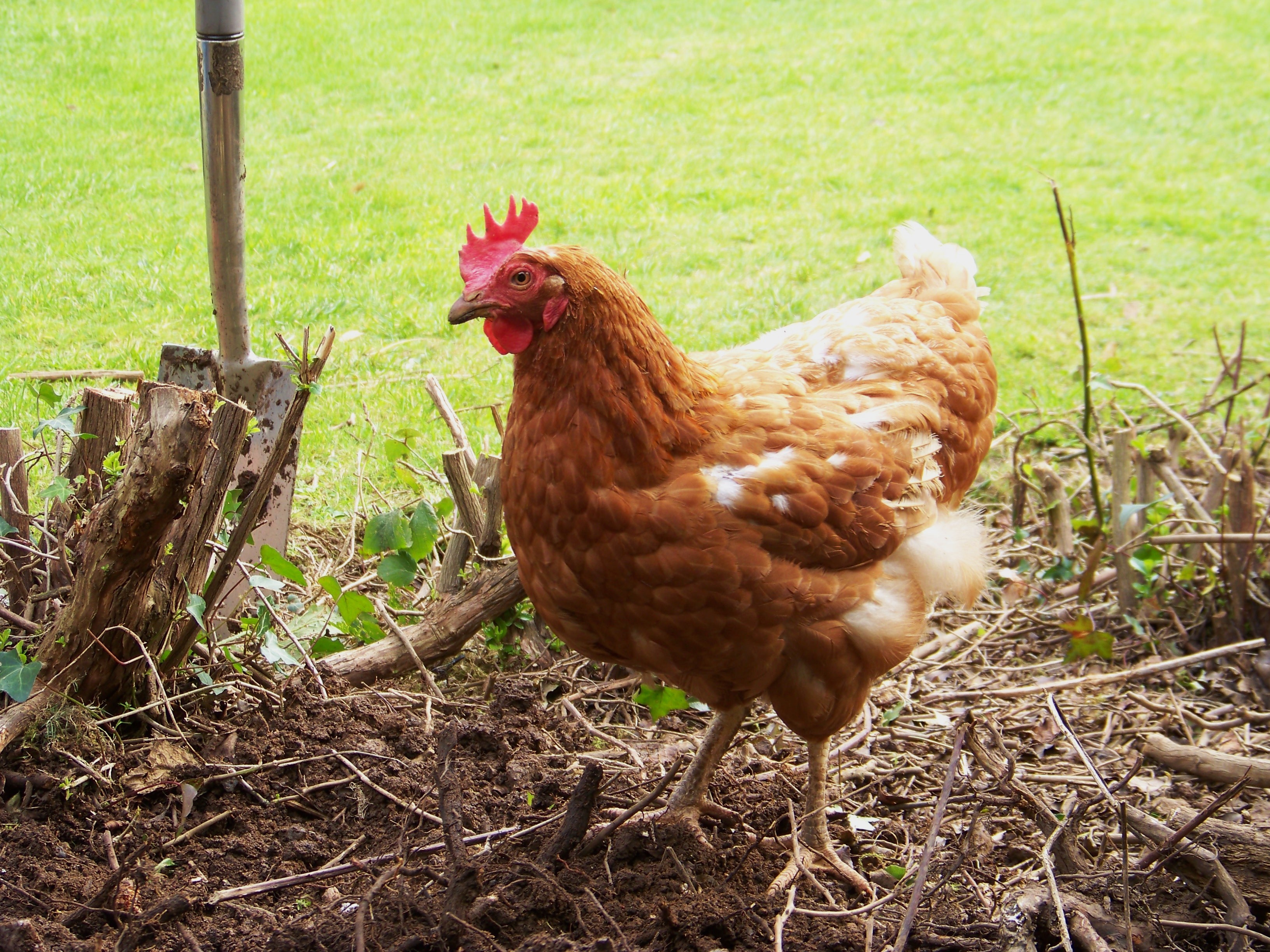 raising-chickens-peaceful-dumpling-1