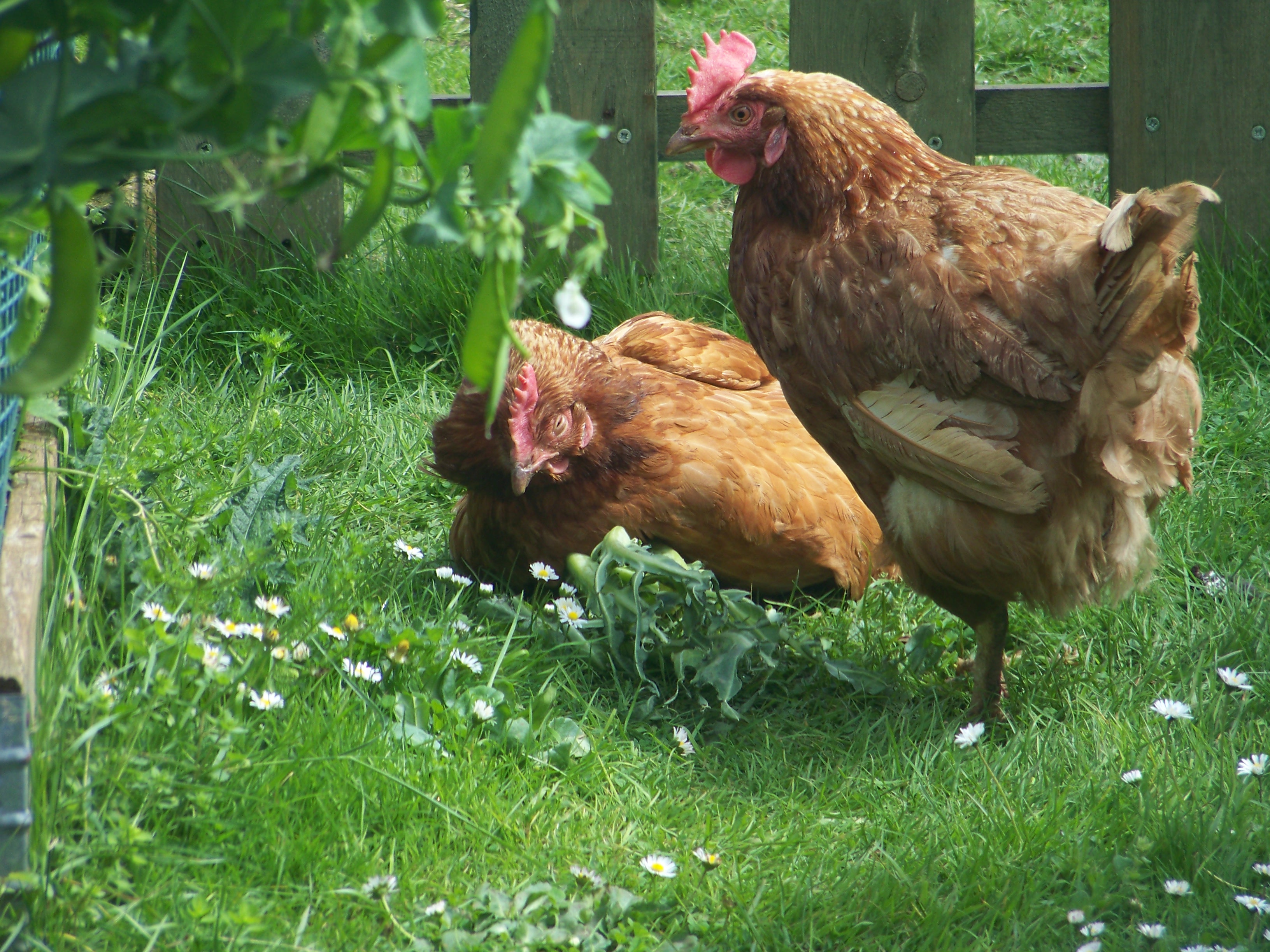 raising-chickens-peaceful-dumpling-3