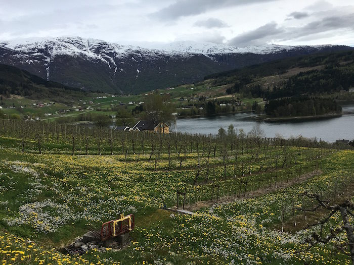 Beautiful apple orchards in Ulvik, Norway