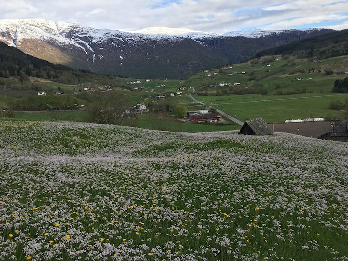 Wildflowers in Ulvik, Norway