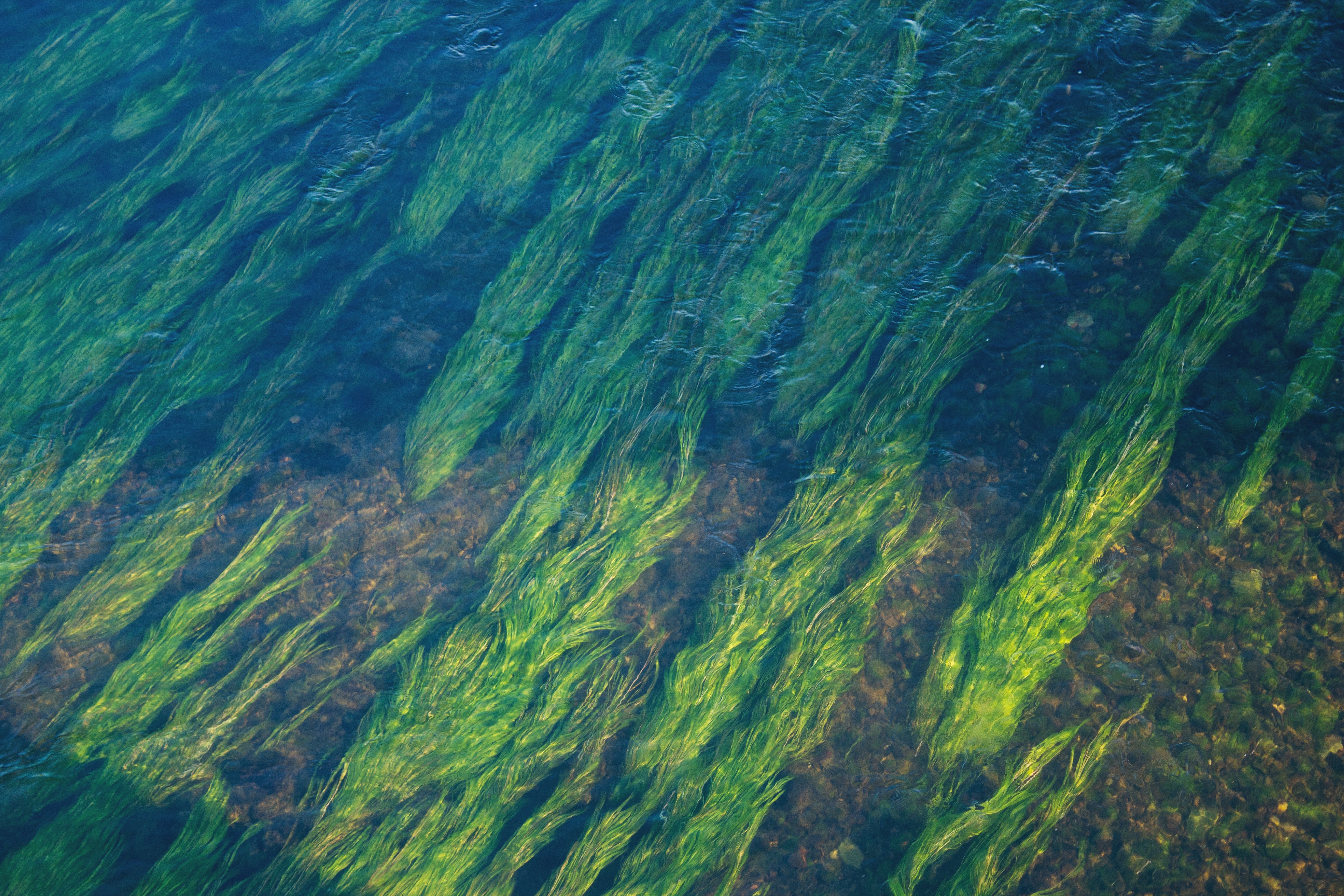 Seaweed Skincare