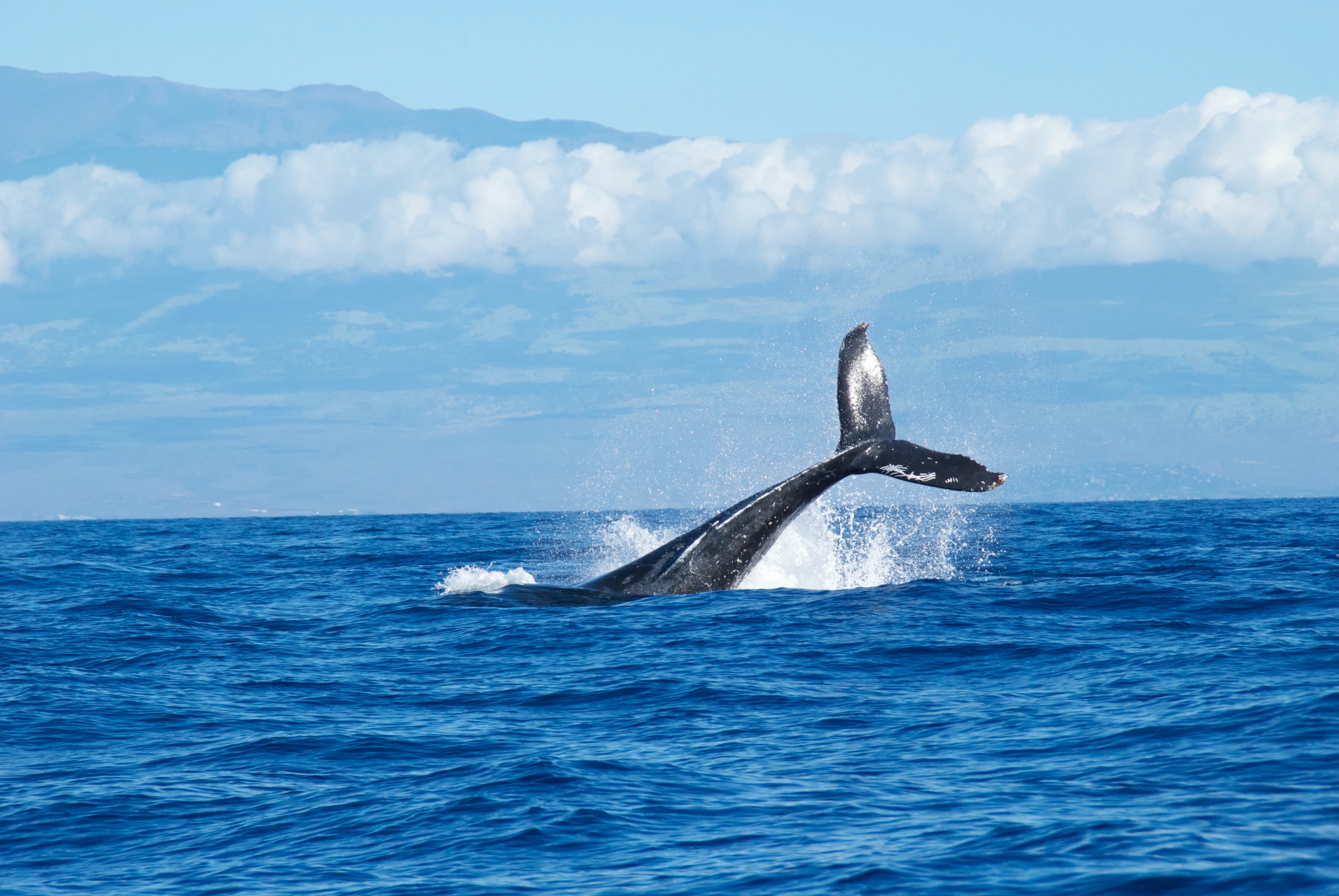 PSA: Noise Pollution Is Devastating Our Marine Life. How We Can Help