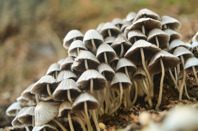 medicinal-mushrooms-foraging