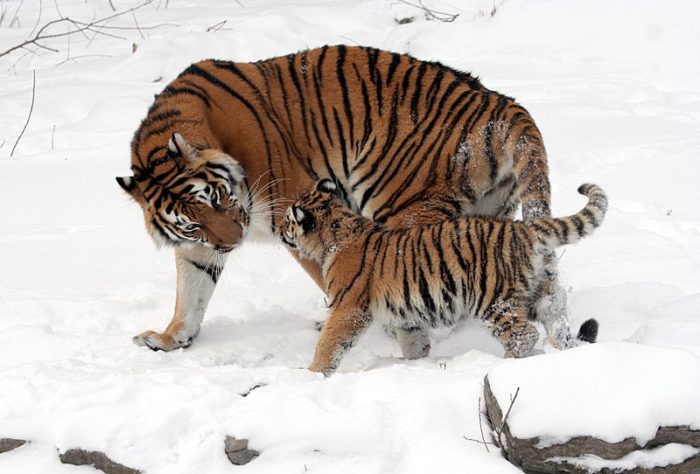 Is Your Ikea Or Target Furniture Decimating Tigers In The Taiga? What You Must Know