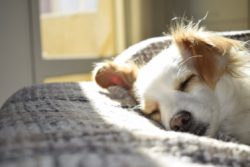 8 Ways Having a Dog Can Make You a More Mindful Person