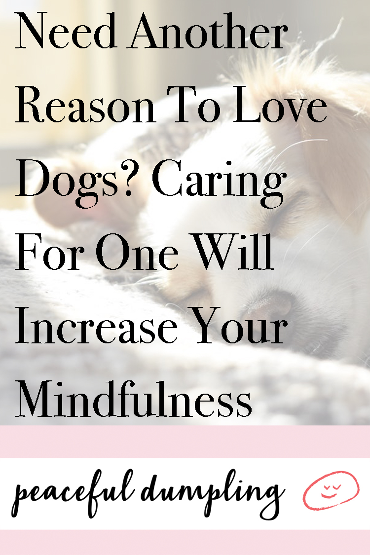 Need Another Reason To Love Dogs? Caring For One Will Increase Your Mindfulness